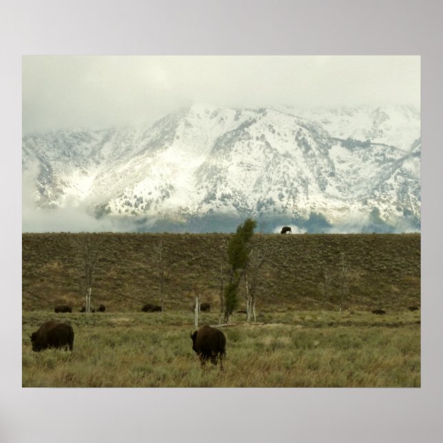 Bison at Grand Teton National Park Photography Poster (Front)