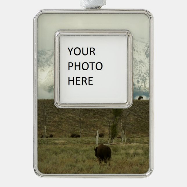 Bison at Grand Teton National Park Photography Silver Plated Framed Ornament (Front)