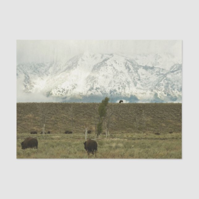 Bison at Grand Teton National Park Photography Tissue Paper (Front)