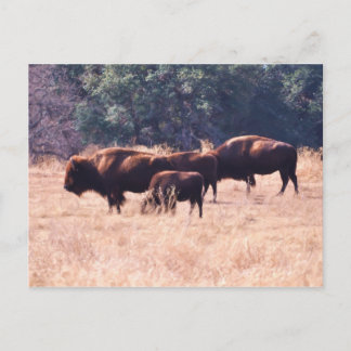 Bison at LBJ Park Postcard