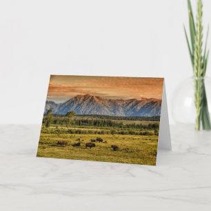 Bison at Sunrise Card