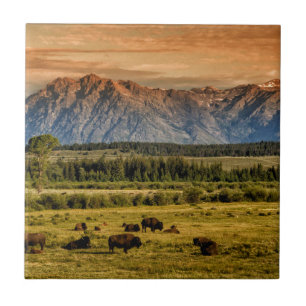 Bison at Sunrise Ceramic Tile