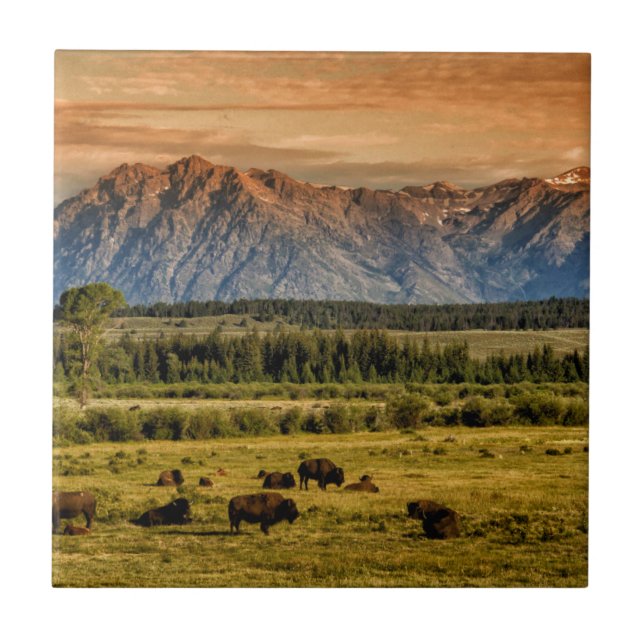 Bison at Sunrise Ceramic Tile (Front)