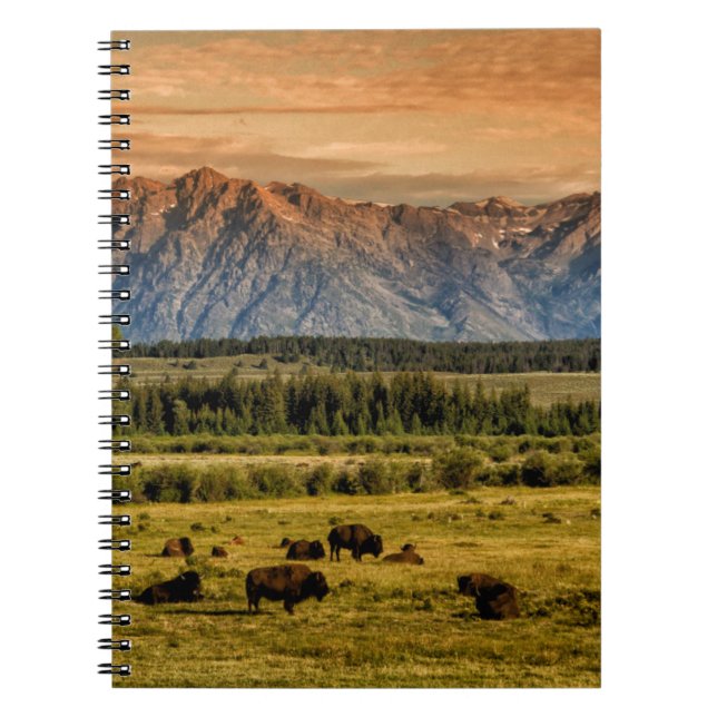 Bison at Sunrise Notebook (Front)