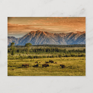 Bison at Sunrise Postcard
