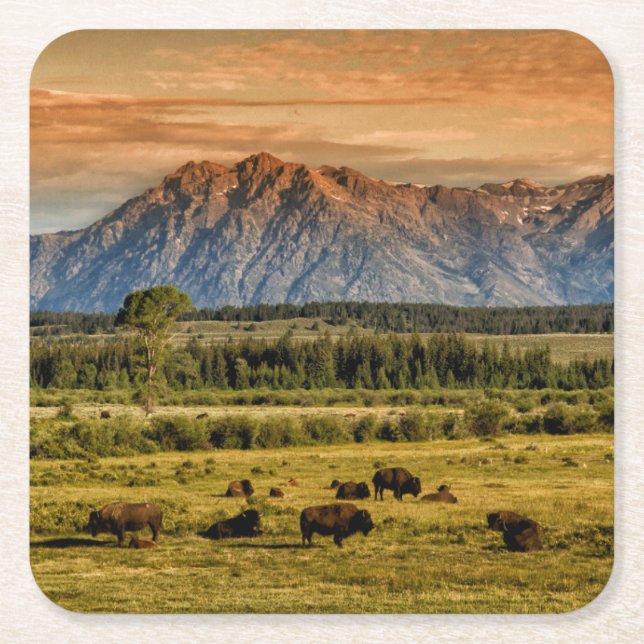 Bison at Sunrise Square Paper Coaster (Front)