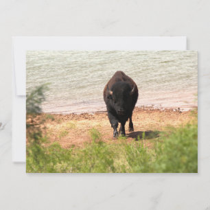 Bison at the Water Card