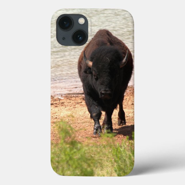 Bison At The Water iPhone Cases (Back)
