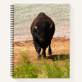 Bison at the Water Notebook