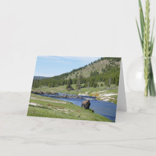 Bison at Yellowstone National Park Card