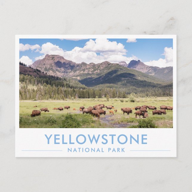 Bison at Yellowstone National Park Summer Mountain Postcard (Front)
