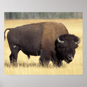 bison, Bison bison, bull in Yellowstone National Poster