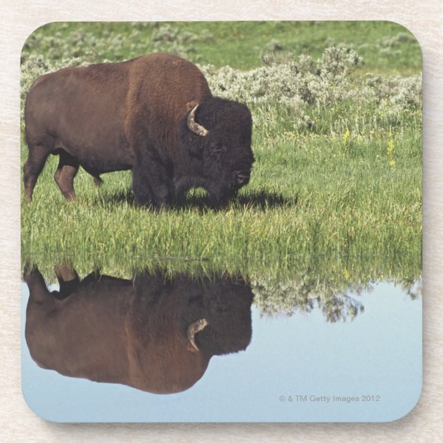 Bison (Bison Bison) On Grassy Meadow Coaster (Front)