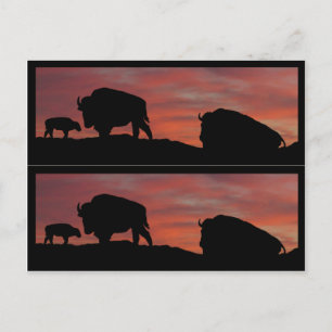Bison book markers postcard