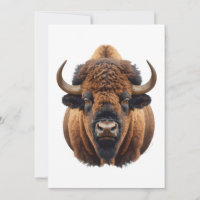 Bison / Buffalo