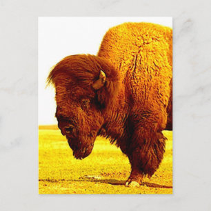 Bison / Buffalo Head Artwork Postcard