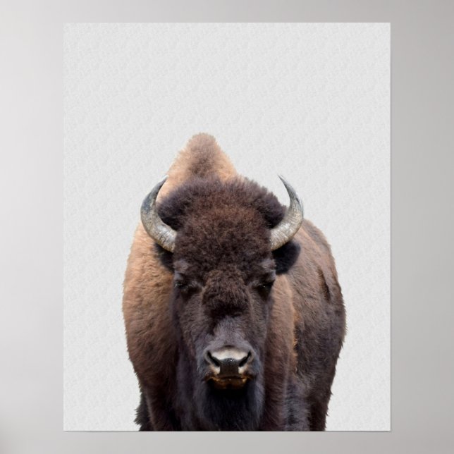Bison Buffalo Photo 135 Poster (Front)
