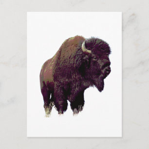 Bison Buffalo  Postcard