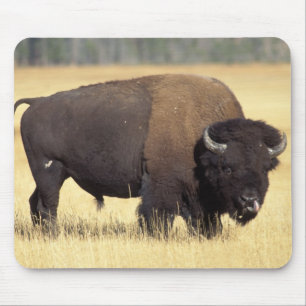 Bison Bull in Yellowstone National Mouse Pad