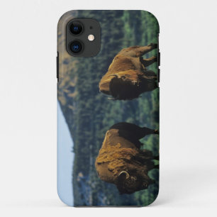 Bison bulls at Waterton Lakes National Park iPhone 11 Case