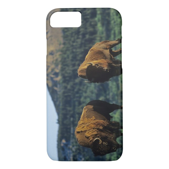 Bison bulls at Waterton Lakes National Park Case-Mate iPhone Case (Back)