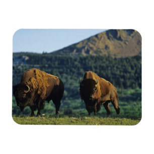 Bison bulls at Waterton Lakes National Park Magnet