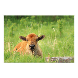 Bison Calf Photo Print