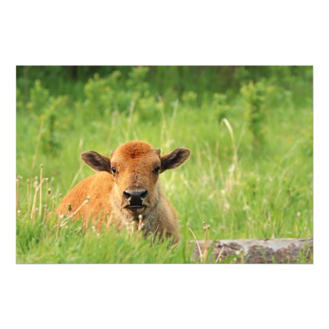 Bison Calf Photo Print (Front)