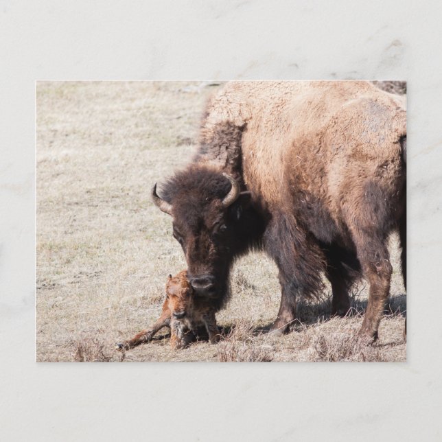 Bison Calf Postcard (Front)
