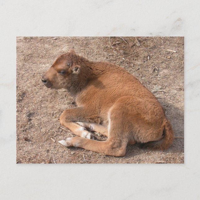 Bison Calf Postcard (Front)