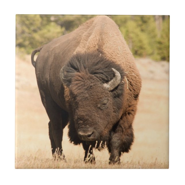 Bison Ceramic Tile (Front)