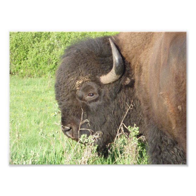 Bison close up photo print (Front)