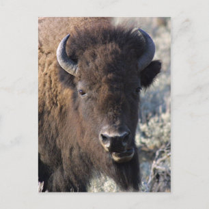 Bison close up postcard