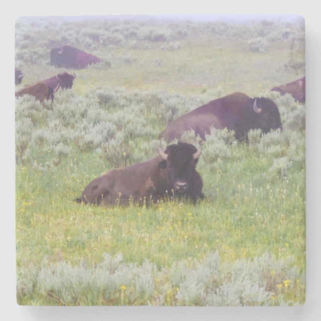 Bison Coaster (Front)