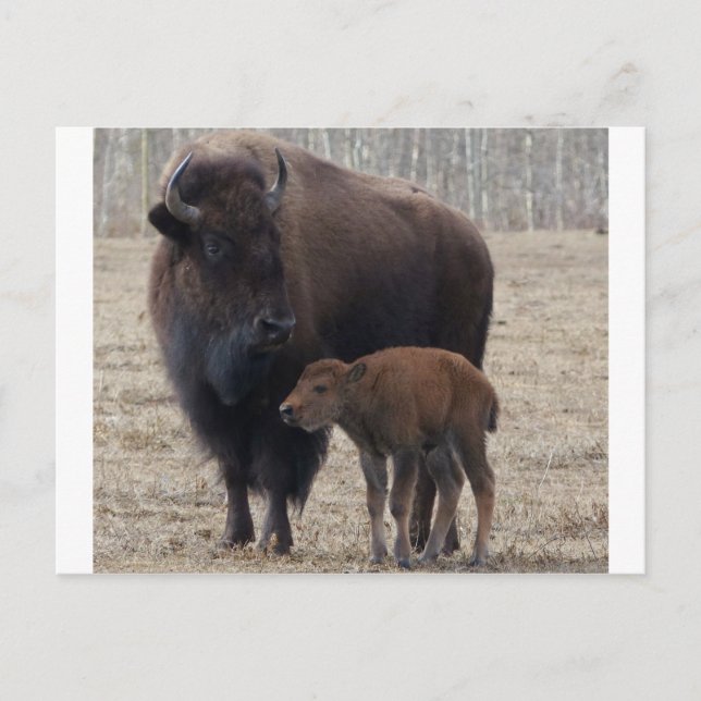 Bison Cow and Calf 1 Postcard (Front)