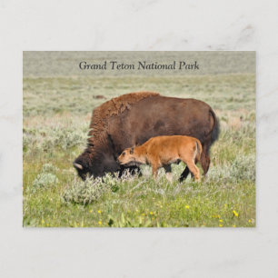 Bison Cow and Calf Scenic Postcard