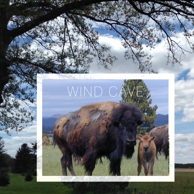 Bison Cow and Calf, Wind Cave National Park SD Postcard (Creator Uploaded)