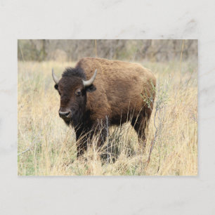 Bison Cow in Flint Hills, Kansas Postcard