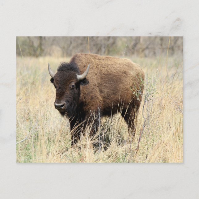Bison Cow in Flint Hills, Kansas Postcard (Front)
