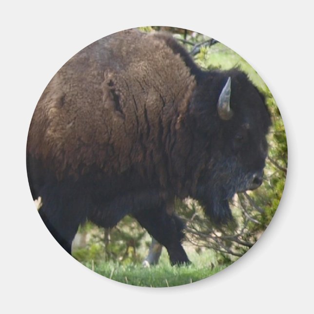 Bison Crossing Magnet (Front)