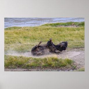 Bison Dust Bath, Yellowstone National Park Wyoming Poster