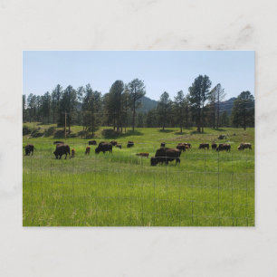 Bison Farm in the American West Postcard