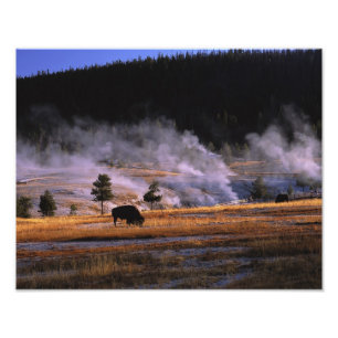 Bison grazing in the Upper Geyser Basin Photo Print