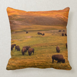 Bison Grazing on Hill at Hayden Valley Cushion