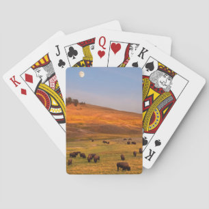 Bison Grazing on Hill at Hayden Valley Playing Cards