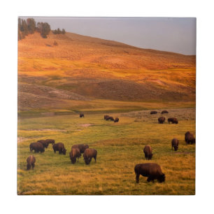 Bison Grazing on Hill at Hayden Valley Tile