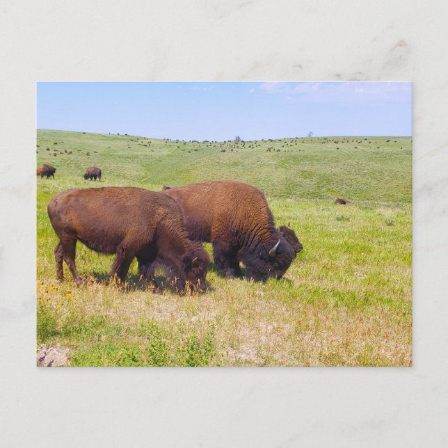 Bison Herd, Custer State Park, South Dakota Postcard (Front)
