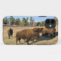 Bison in Colorado
