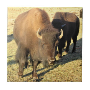 Bison in Colorado Ceramic Tile