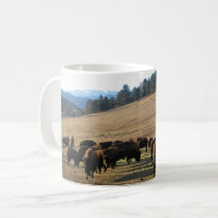 Bison in Colorado